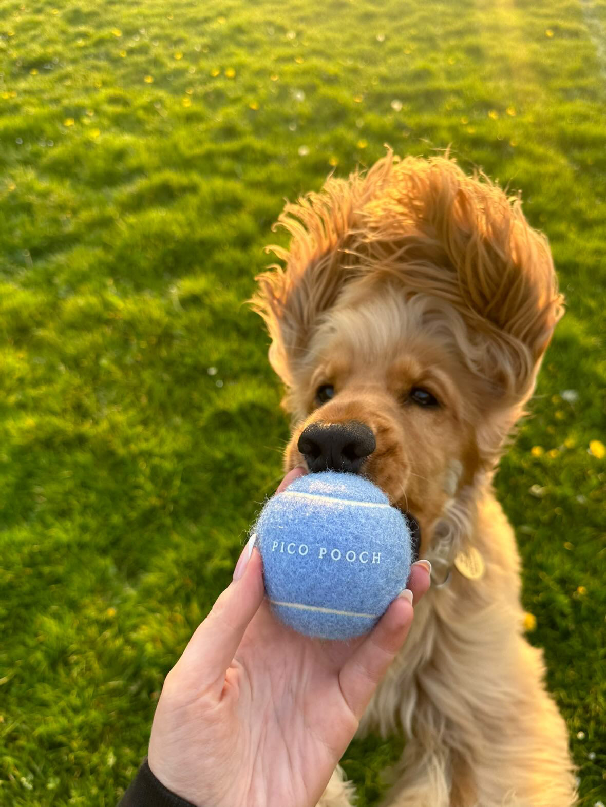 Squeaky Tennis Balls